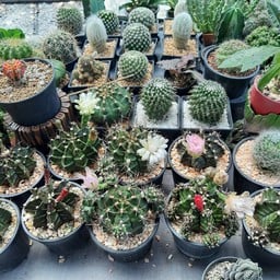 ตลาดต้นไม้สวนพฤกษา หทัยราษฎร์
