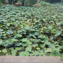 วัดกลางคลองสระบัว