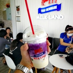 Thai-Denmark Milk Land ในเมือง