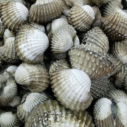 หอยแครง เผา