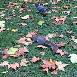 St.james's Park