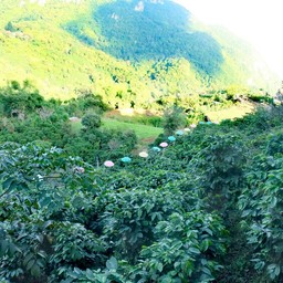 ไร่กาแฟ