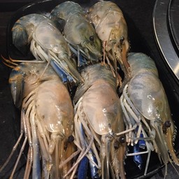 กุ้งแม่น้ำสดมาก