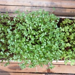 ขอขอบคุณรูปภาพจาก FB Uncleree farm