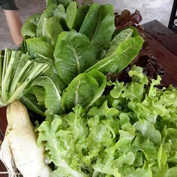 ขอขอบคุณรูปภาพจาก FB ดวงตวัน บ้านสวน