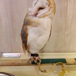 Sunset Owl Cafe