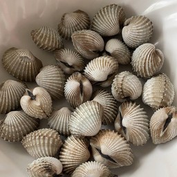 หอยแครง