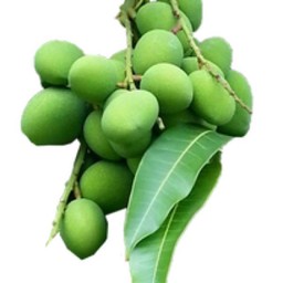 มะม่วงเบา/ขีด