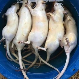 หนูนาสด