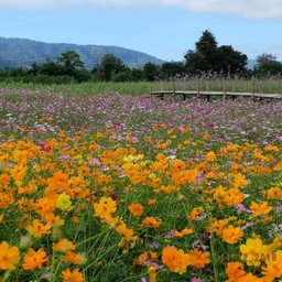 วิวสวยมาก