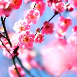 ดอกไม้หน้าร้าน