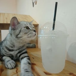 Pet Nin Cat Cafe