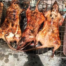 หนูนาย่าง