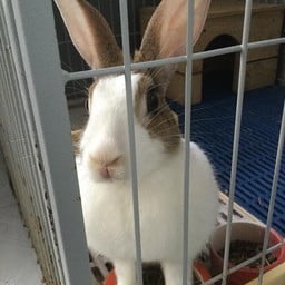 ขอขอบคุณรูปภาพจาก FB รับฝากกระต่าย Bunny Home