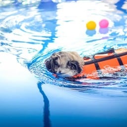 Dog Space
