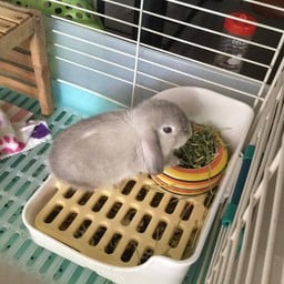 ขอขอบคุณรูปภาพจาก FB รับฝากกระต่าย Bunny Home