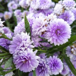 ดอกไม้สวยหอม