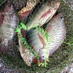 บ่อตกปลาจ่าจูน-ปลานิลใหญ่