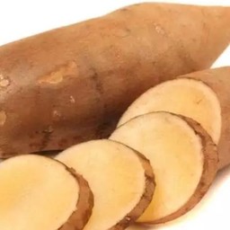 รากบัวหิมะ