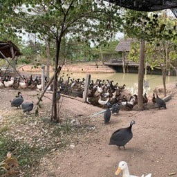 ไร่ธันตะชา