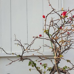 Minatogawa State Side Town