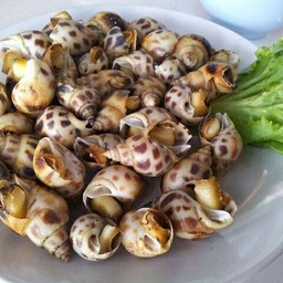 หอยหวานเผา1โล