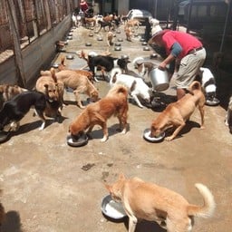 มูลนิธิสันติสุขเพื่อสุนัขและแมวจรจัด