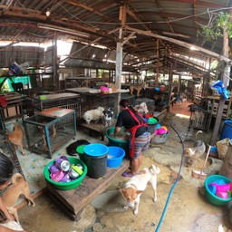 มะหมาบ้านป้ามณี