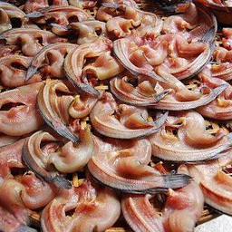 ปลาช่อนนาเค็ม