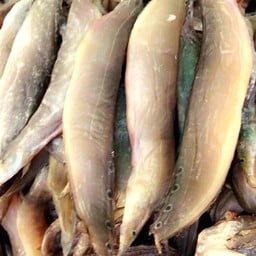 ปลาหลดเค็ม