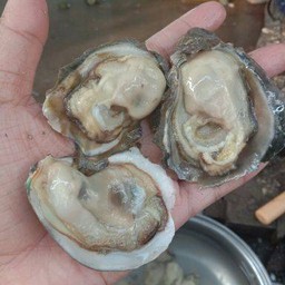 หอยนางรมสดพระสมุทรเจดีย์