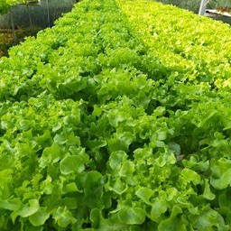 ผักสลัด Green box hydroponics farm Farm to family