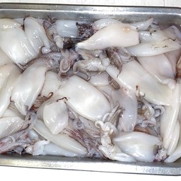 ปลาหมึก