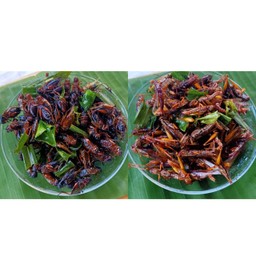 จิ้งหรีด + ตั๊กแตน