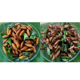 ดักแด้ + แมลงสะดิ้ง