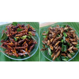 ตั๊กแตน + แมลงสะดิ้ง