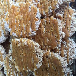 ข้าวแปร รูปแม่จำเนียน