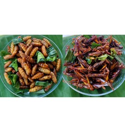 ดักแด้ + ตั๊กแตน