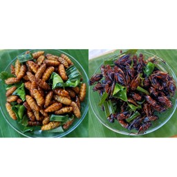 ดักแด้ + จิ้งหรีด