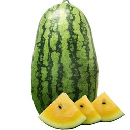 แตงโม เยลโล่สโตน - Yellow watermelon