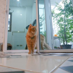 พื้นที่ส่วนกลางปล่อยเดินเล่นทีละห้อง