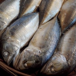 ปลาทูนึ่ง1ตัวจัมโบ้