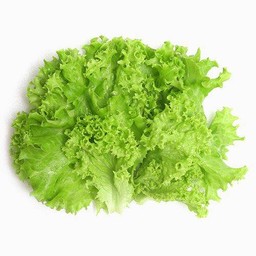 ผักกาดหอม