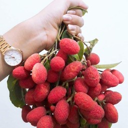 ผลไม้ป่าปลอดสารพิษจี๊ดจ๊าด