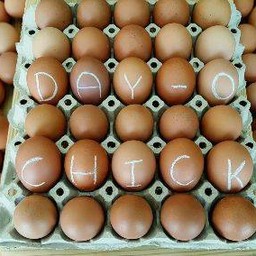 บ้าน ข.ไข่ (Day-O Chick Egg shop นวมินทร์ 42)