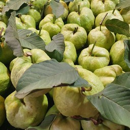 ลุงสวาท ฝรั่งสวนแท้ๆปลูกเองขายเอง