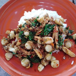 กระเพราปู หอยเชลล์