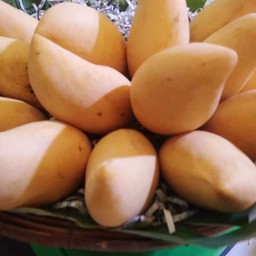 มะม่วงนำ้ดอกไม้