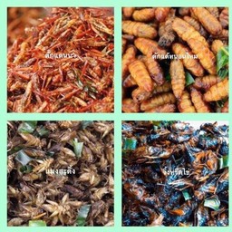 N.แมลงทอด