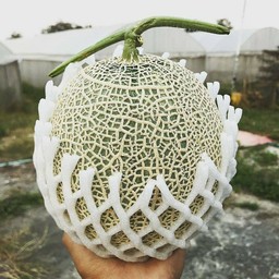 Bankmelonfarm